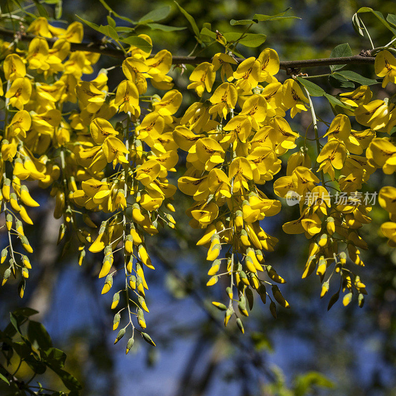 金链花Anagyroides Medicus